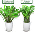 4 10" 15.8" LEOBRO Plant Support Stakes, PCS Plant Stakes, Plant Support, Peony Cages and Supports, Garden Stakes