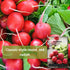 Packet (3) Sow Right Seeds - Champion Radish Seed for Planting - Non-GMO Heirloom with Instructions to Plant a Home