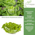 1000+ White Boston Butterhead Lettuce Seeds (Lactuca Sativa) Heirloom Non-GMO Seeds by Islas Garden Seeds, Tender