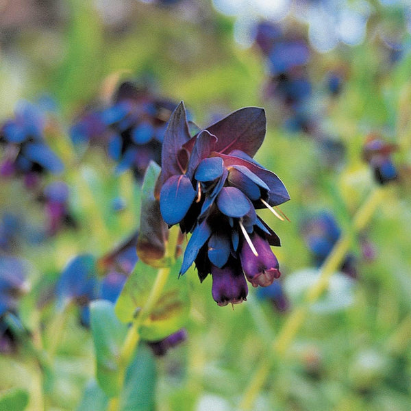 seedsforbrains 10 BLUE SHRIMP PLANT/HONEYWORT Cerinthe Major Flower Seeds