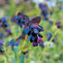 seedsforbrains 10 BLUE SHRIMP PLANT/HONEYWORT Cerinthe Major Flower Seeds