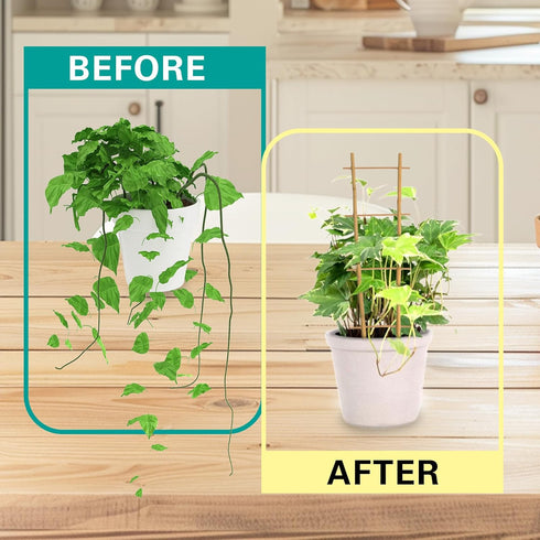 2FT 3 Pack, S2 24 Inch, Bamboo Trellis Natural Bamboo Plant Ladder Stakes Fan-Shaped Plant Support Stand for Orchid