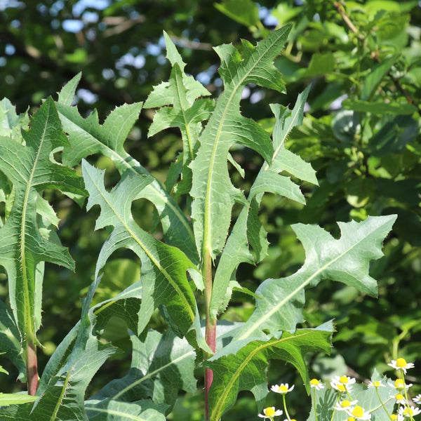 Wild Lettuce 50 Seeds (Lactuca virosa) Heirloom - Non GMO - Open