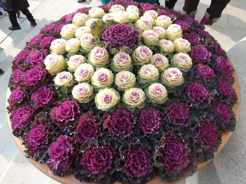 NIKA SEEDS 50-100 Seeds Vegetable Flowering Kale Mix (Ornamental Cabbage) Large Leaf - Seeds