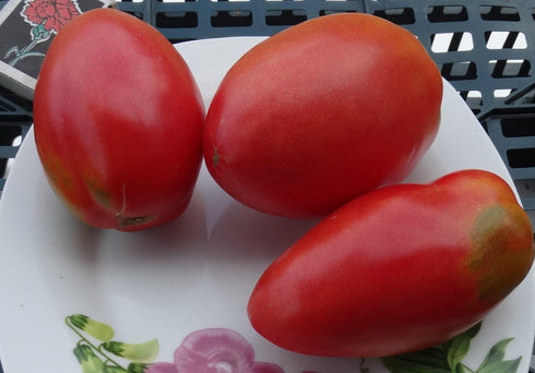 SeedsUA Seeds Tomato Pepper-Shaped Red Long Heirloom Vegetable for Planting Non GMO