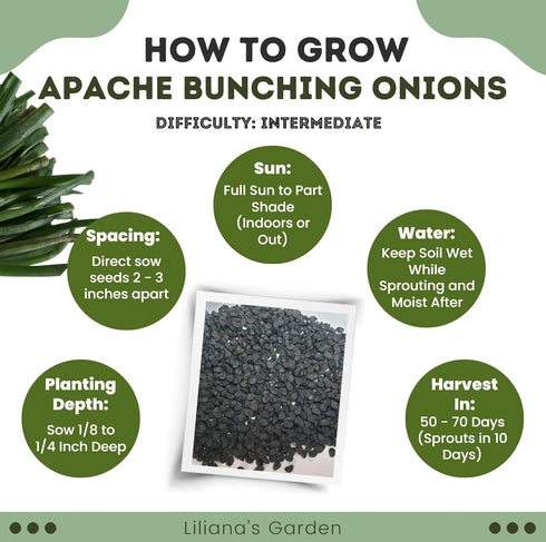 Liliana's Garden Apache Red Bunching Onion Seeds aka Red Scallion or Salad Onion | Heirloom Seeds by |