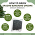Liliana's Garden Apache Red Bunching Onion Seeds aka Red Scallion or Salad Onion | Heirloom Seeds by |