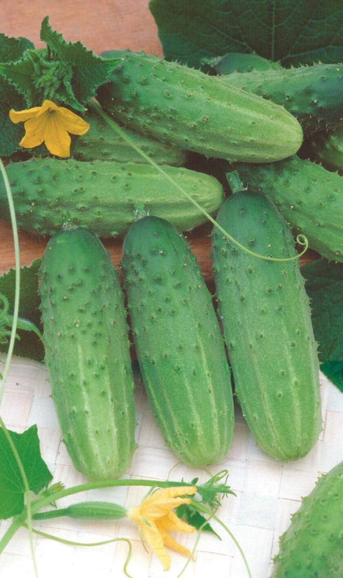 SEEDS4PLANTING F1 45 Seeds Rare Cucumber Titus Days Vine Pickling Vegetable Non GMO