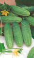 SEEDS4PLANTING F1 45 Seeds Rare Cucumber Titus Days Vine Pickling Vegetable Non GMO