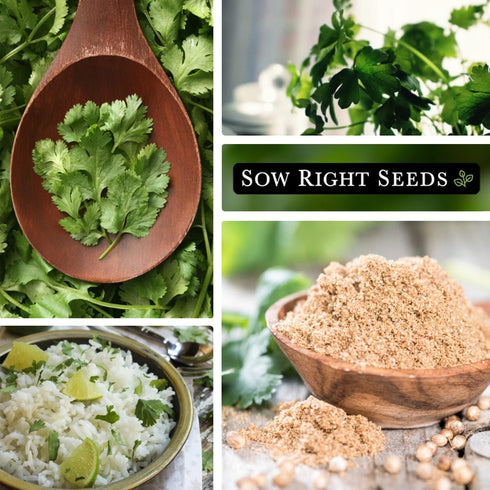 Packet (1) Sow Right Seeds - Cilantro Seeds for Planting - Non-GMO Heirloom with Instructions to Grow a Kitchen Herb