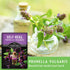 (2 Packs) Self-Heal Seeds for Planting - Prunella Vulgaris (All-Heal, Selfheal) Hardy Perennial Ground Cover