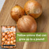 Packet Sow Right Seeds - Texas Early Grano Onion Seeds for Planting - Non-GMO Heirloom with Instructions to Plant a