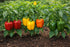 Sunutri Seeds Sweet Bell Pepper Seeds Collection Red Yellow Orange Green Bell Peppers Vegetable Seeds for Home Garden