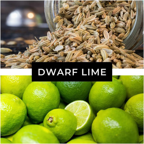 20+ Dwarf Lime Tree Seeds Healthy Seeds for Planting and Growing Citrus