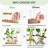 4 Dahey Plant Propagation Terrarium Desktop Glass Planter Station Water Planting Glass Vase with Lid and Wooden Stand
