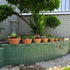 Yishang 4.4 Inch Shallow Terracotta Plant Pots, Ceramic Clay Cactus/Succulent Container with Drain Hole for