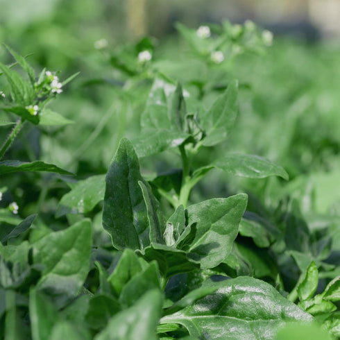 200 Outsidepride New Zealand Spinach Seeds - Pcs. Annual, Humid & Heat-Tolerant, Nutrient-Rich Herb Seeds for Planting