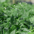 200 Outsidepride New Zealand Spinach Seeds - Pcs. Annual, Humid & Heat-Tolerant, Nutrient-Rich Herb Seeds for Planting