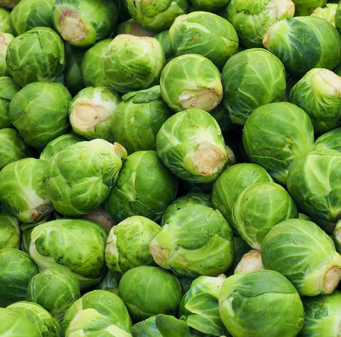 Axel's Garden Seeds Packets 1 Packet 250 Catskill Brussel Sprout Seeds for Planting Heirloom Non-GMO Brussel Sprout