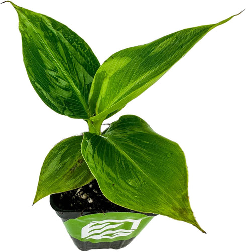 Little Prince Banana - Musa 'Little Prince' by Wellspring Gardens - Ornamental