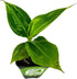 Little Prince Banana - Musa 'Little Prince' by Wellspring Gardens - Ornamental