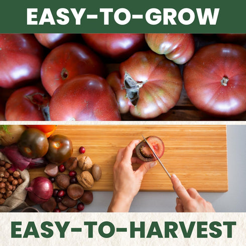 125 2026 600 Cherokee Purple Tomato Premium Seeds for Planting Rich, Juicy, Historic Heirloom for the Season Milligram