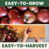 125 2026 600 Cherokee Purple Tomato Premium Seeds for Planting Rich, Juicy, Historic Heirloom for the Season Milligram