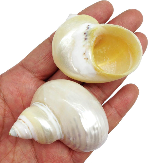 PEPPERLONELY 4 PC Natural Large Pearlized Gold Mouth Turbo, Hermit Crab Shells, 1-1/2