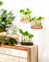 (5 KAXYEW Desktop Glass Plant Propagation Station Test Tube Plant Terrarium in Wooden Stand for Hydroponic Plants