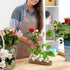 Lovers,3 XXXFLOWER Plant Propagation Station with Wooden Stand,Air Plant Terrarium Starter Kits Star Vases for Flowers