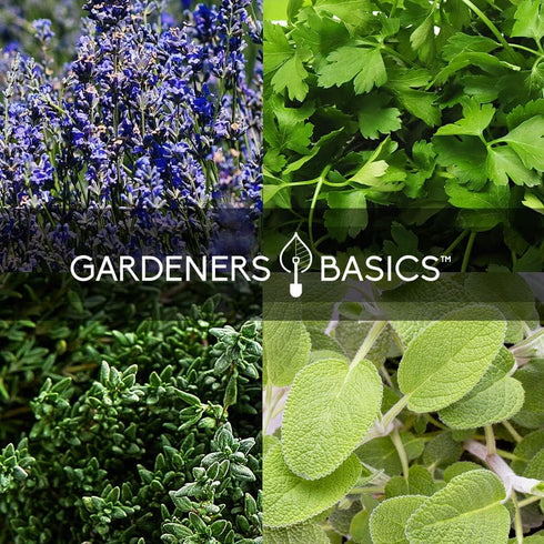 35 Pack Medicinal Herb Seeds Variety Heirloom Non-GMO Healing & Culinary Herbs for Planting Apothecary, Tea & Homestead