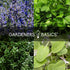 35 Pack Medicinal Herb Seeds Variety Heirloom Non-GMO Healing & Culinary Herbs for Planting Apothecary, Tea & Homestead