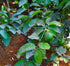 20 Natural Fruit Seeds Lime Seeds Citrus Plant Pcs