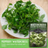 Packet (3 Packs) Watercress Seed for Planting - with Instructions to Grow Nasturtium officinale in Your Home Vegetable