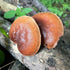 (100 North Spore Organic Reishi ct) Mushroom Plugs for Logs | Premium Quality Mushroom Plug Spawn | Handmade in Maine