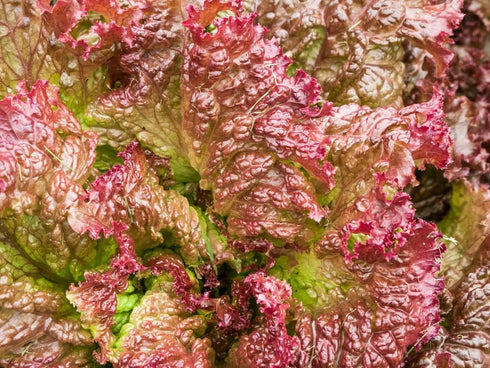 1000+ Packet, 85% Prizehead Lettuce Seeds for Planting, Heirloom Seeds Per (Isla's Garden Seeds), Non GMO Seeds