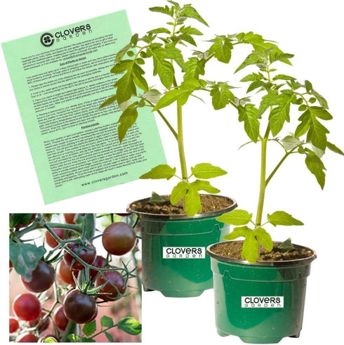 Clovers Garden Black Prince Tomato Plants Two (2) Live Plants Non-GMO -