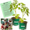 Clovers Garden Black Prince Tomato Plants Two (2) Live Plants Non-GMO -