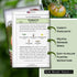 (1) Sow Right Seeds - Black Krim Tomato Seeds for Planting - Medium Dark Maroon Beefsteak - Non-GMO Heirloom Tomato