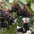 200+Elderberry Fruit Seeds - No GMO Heirloom Black Elderberry Seeds for Planting Outdoor