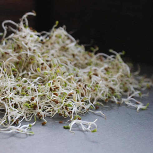 1 Lb, Organic Soybean Seeds Non-GMO Perfect for Sprouting, Tofu, Food Storage, and Crop Ideal for Vegetable Gardens