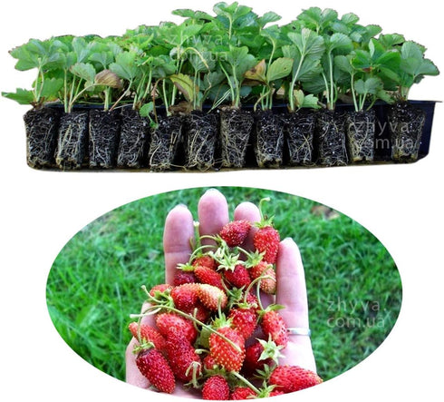 SeedsUA Seeds Alpine Strawberry Aleksandria Red Everbearing Indoor Berries Fruits for Planting Non GMO