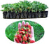 SeedsUA Seeds Alpine Strawberry Aleksandria Red Everbearing Indoor Berries Fruits for Planting Non GMO
