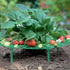 Medoore 5 Pack Strawberry Supports, Adjustable Strawberry Growing Racks Plant Climbing Rack Vine Pillar Garden Stand