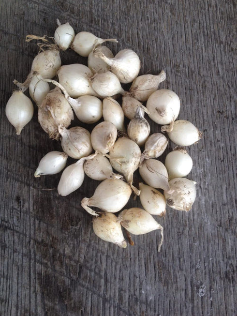 Bulb Sets, Sets, 100 Count, sets, bulb sets Onion Mixed Onion This is a random mix of White,Yellow and Red Onion Onion