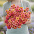 Eden Brothers Zinnia Seeds - Lilliput Salmon, Non-GMO Seeds for Planting, 1/4
