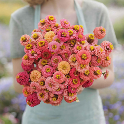 Eden Brothers Zinnia Seeds - Lilliput Salmon, Non-GMO Seeds for Planting, 1