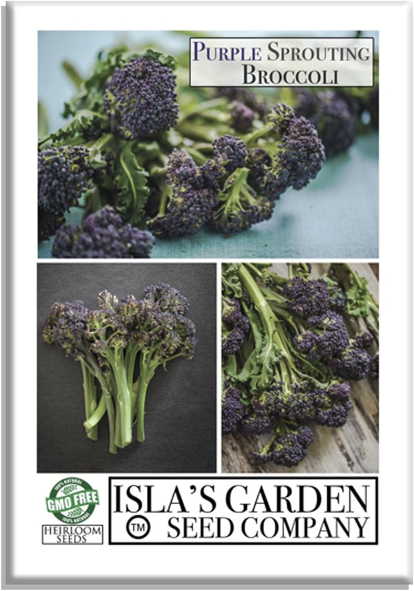 Purple Sprouting Broccoli Seeds, 500+ Heirloom Seeds Per Packet, (Isla's Garden Seeds),