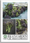 Purple Sprouting Broccoli Seeds, 500+ Heirloom Seeds Per Packet, (Isla's Garden Seeds),