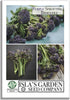 Purple Sprouting Broccoli Seeds, 500+ Heirloom Seeds Per Packet, (Isla's Garden Seeds),